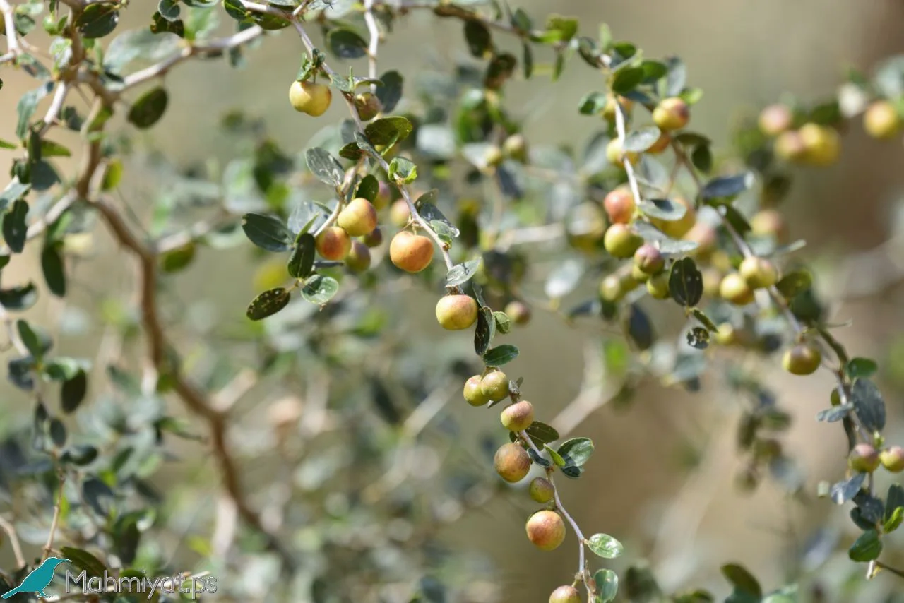 تفسير رؤية قطع شجرة السدر – تريند عربي